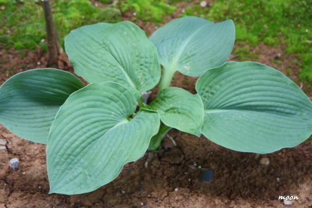 hosta